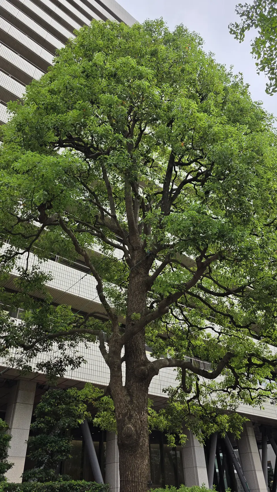 都市建築旁的大型街道樹木樹冠與主幹，呈現城市樹木長期生長的樣貌
