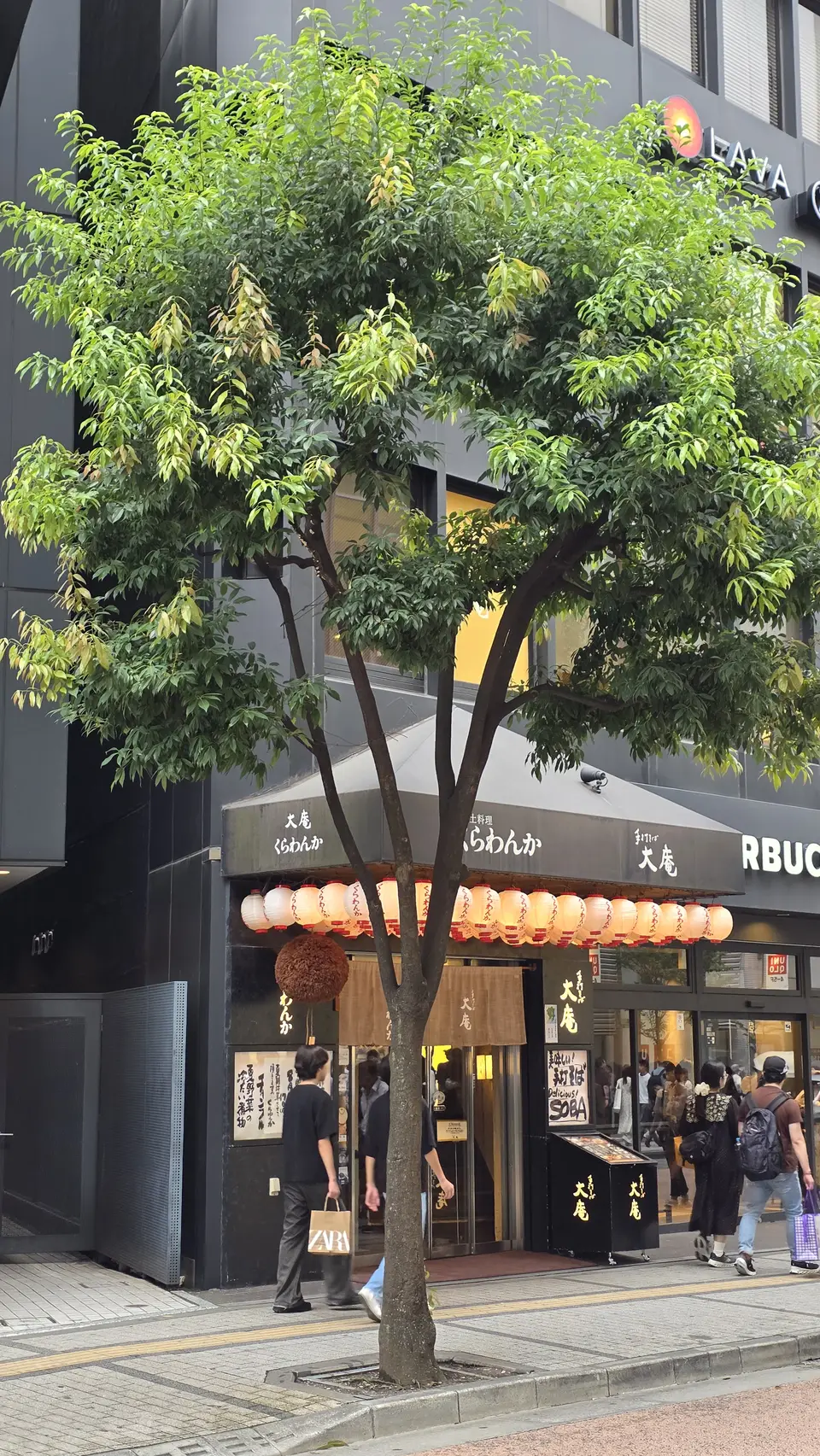 都市街道旁的開花樹木與人行空間，呈現樹木與日常街景的關係