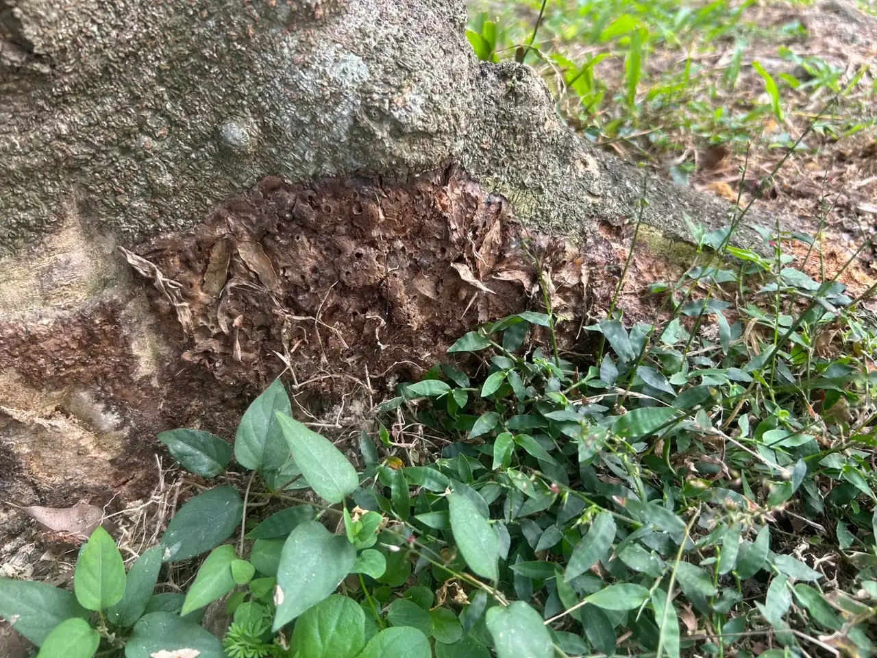 老樹基部表皮下方出現咖啡色顆粒狀菌絲蓆，覆蓋於樹幹與地表交界處