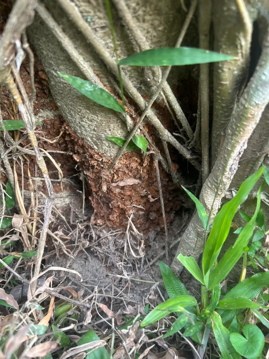榕樹氣生根表面覆滿深褐色、質地粗糙的菌絲蓆，範圍已擴及多條氣生根
