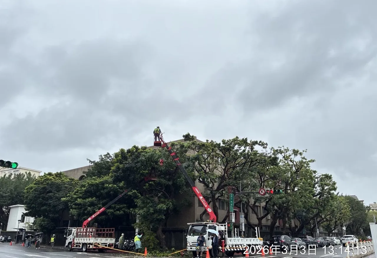 找樹木修剪廠商只看價格？當心遇到這 7 大隱藏地雷！