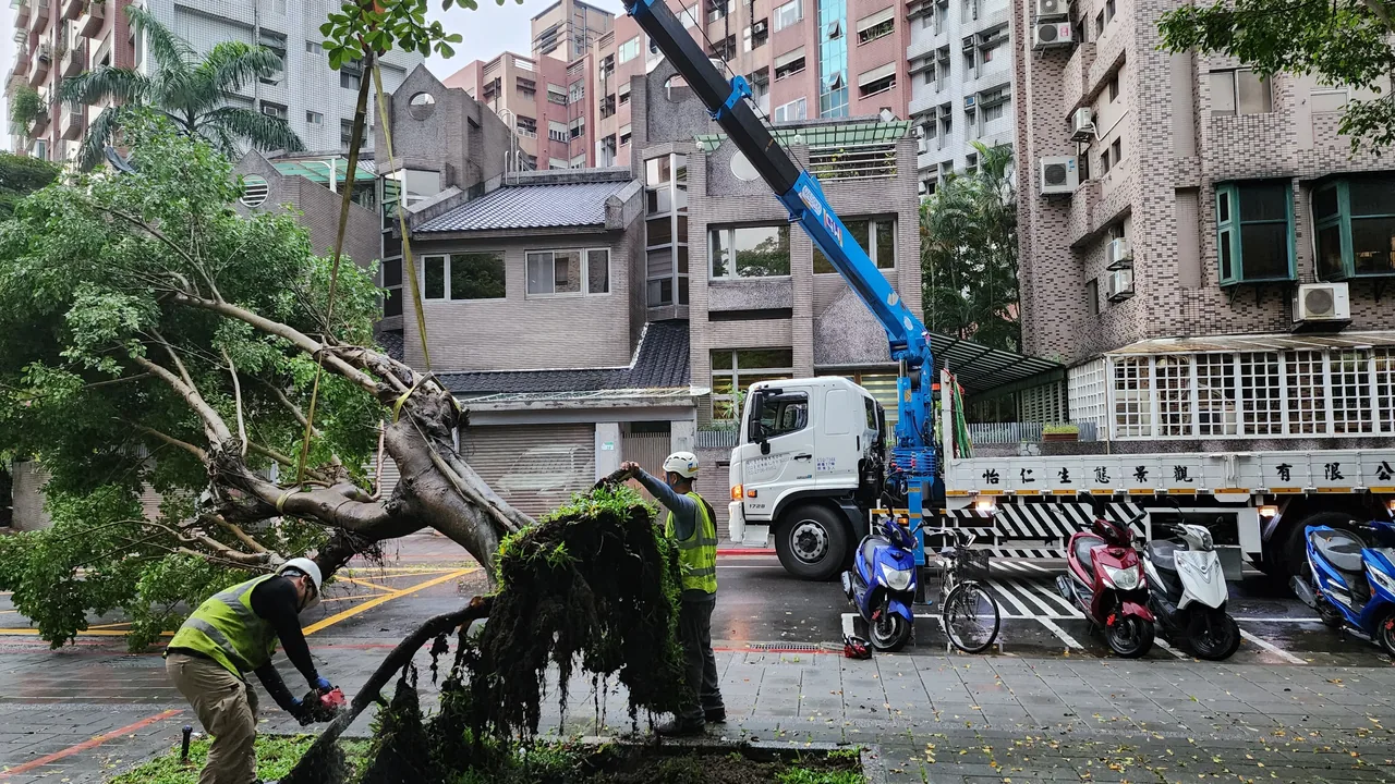 行道樹因風災倒伏緊急救援