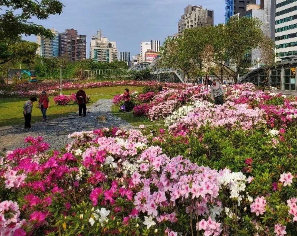 大安森林公園杜鵑花綠美化工程（2024年）