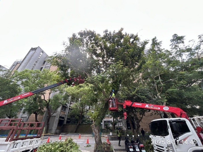 樹木修剪 3