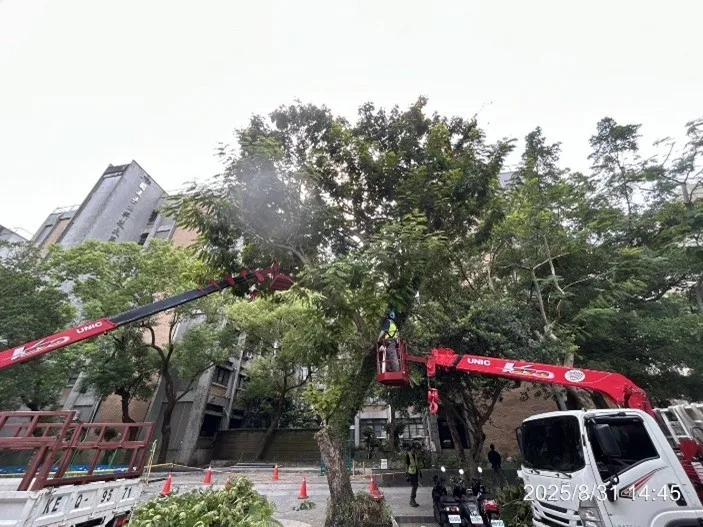 高空作業車伸長吊臂修剪社區庭園大樹,人員於吊籃中作業