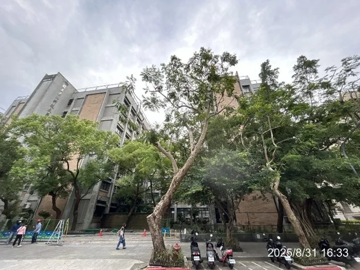 校園喬木修剪前現場:高聳喬木緊鄰教學大樓,準備進行樹冠整理