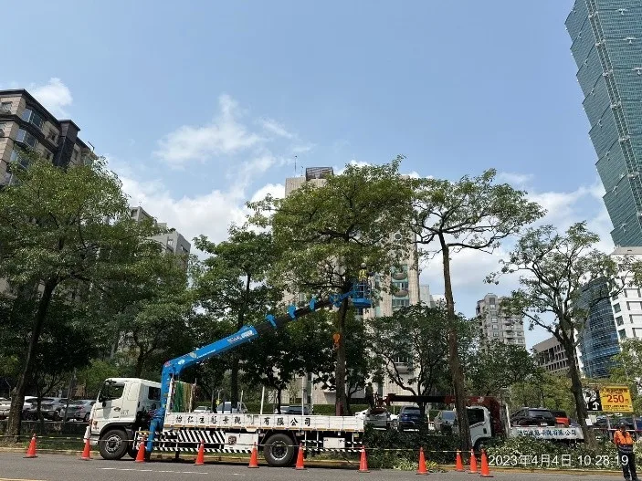 Aerial-lift tree pruning on a tree-lined Taipei street