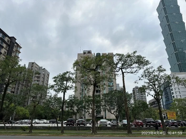 台北市信義區行道樹修剪後現況：人行道喬木整齊排列於大樓前方